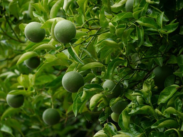Ichang Papeda, Switrus® ichangensis Früchte und Blätter Ichang Papeda, Switrus® ichangensis Früchte und Blätter