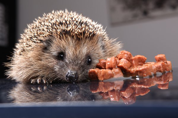 Igel füttern nur im Notfall