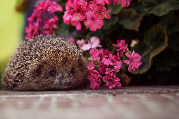 Wilde Ecke für Igel