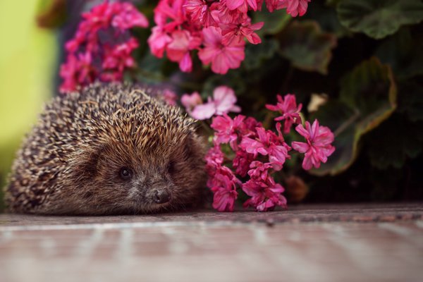 Wilde Ecke fr Igel