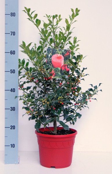 thuja mini Tiny Tower Arborvitae
