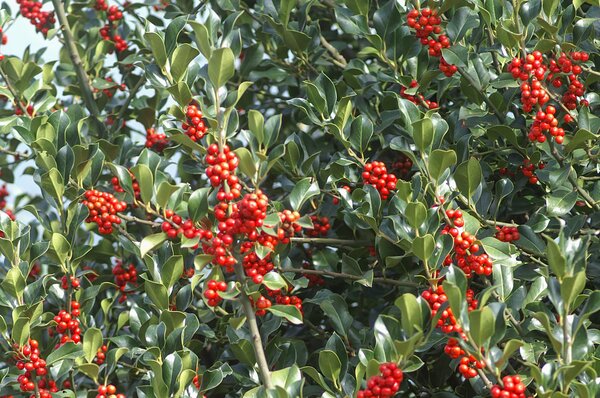 Ilex aquifolium, Stechpalme, Laub mit wenig Stacheln