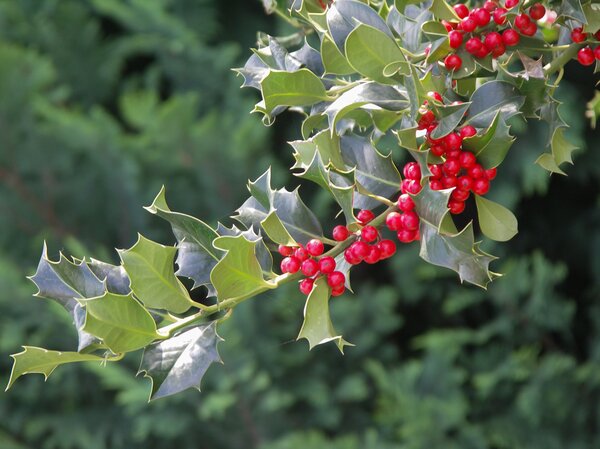 Ilex aquifolium, Stechpalme, mit Beeren