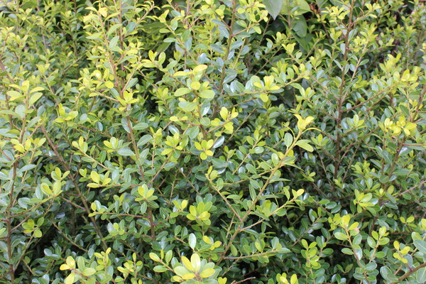 Wird Ilex crenata richtig gepflegt und geschnitten hat man viel Freude an dem Buchsbaumersatz