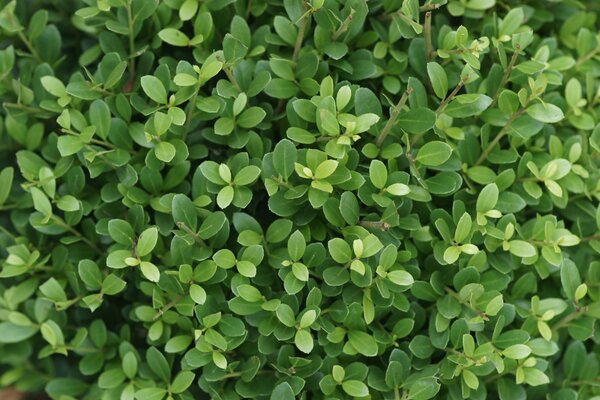 Ilex crenata, Stechpalme kleinblÃ¤ttrig, Buchsbaum Ersatz, Ersatz Buxus