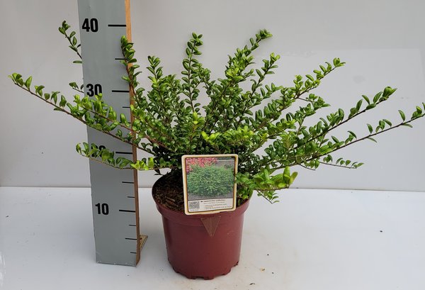 Ilex crenata pflanzen, japanische Stechpalme Convexa, Lubera