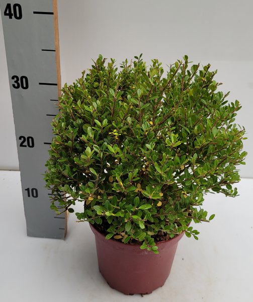 Ilex crenata pflanzen, japanische Stechpalme Glorie Dwarf, Lubera