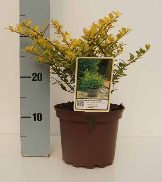 Ilex crenata pflanzen, japanische Stechpalme Golden Gem, Lubera