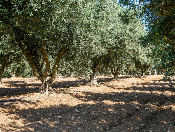 Oliven ernten