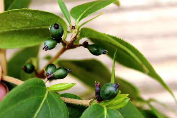 Immergrnes Geissblatt (Lonicera henryi)