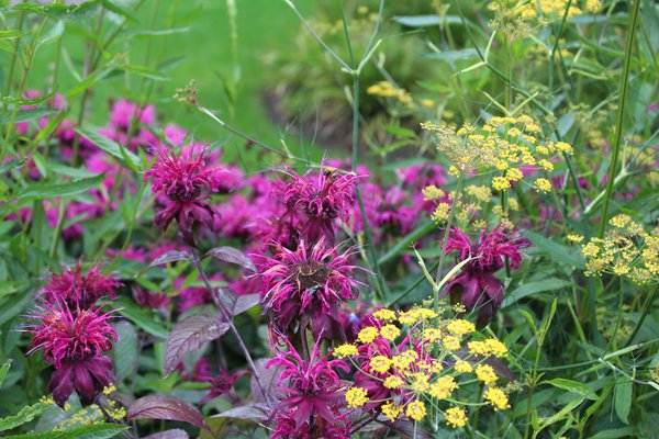 Indianernessel pflanzen, Monarda mit Biene, Goldmelisse, Lubera