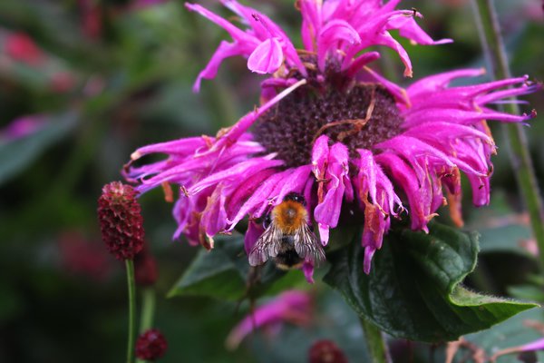 Indianernessel pflanzen, Monarda mit Biene, Goldmelisse