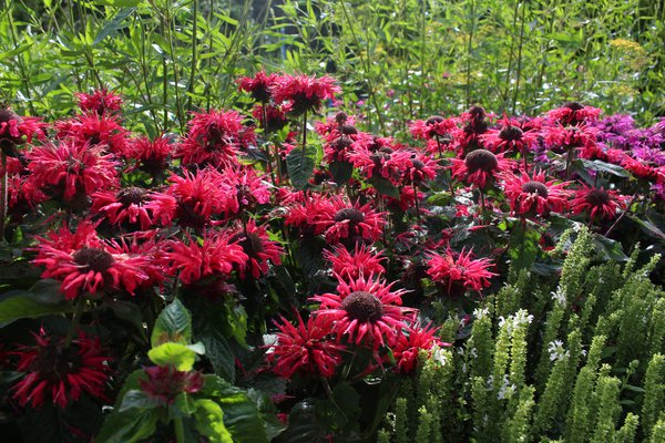 Indianernessel pflanzen, Monarda, Goldmelisse, Lubera