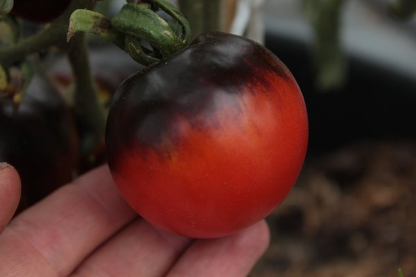 Freilandtomaten ohne Überdachung Heirloom Tomate Indigo Blueberry (Solanum lycopersicum)