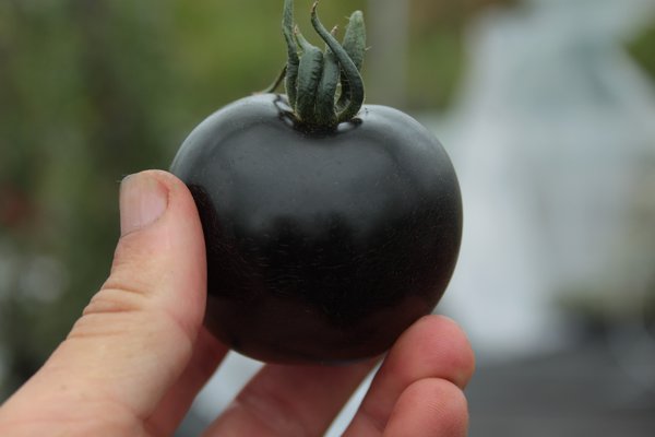 Schwarze Tomate Indigo Rose