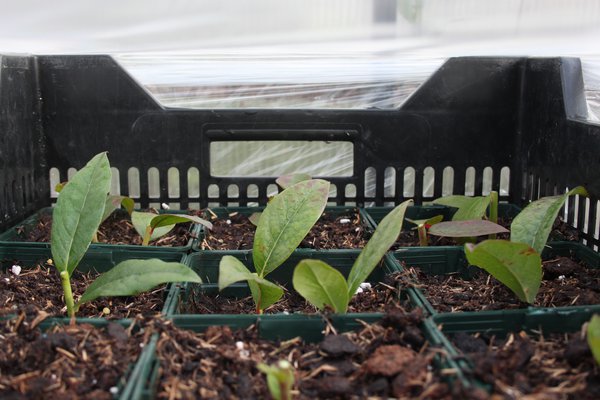 Heidelbeeren vermehren Lubera