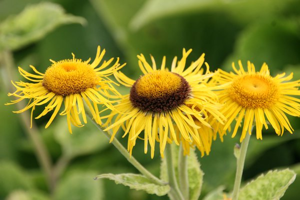 Inula magnifica