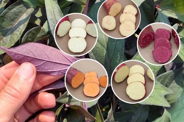 Selbstversorgerset All in one, Sugaroot Süsskartoffeln Yellow, White, Chestnut, Purple und Orange Selbstversorgerset All in one, Sugaroot Süsskartoffeln Yellow, White, Chestnut, Purple und Orange