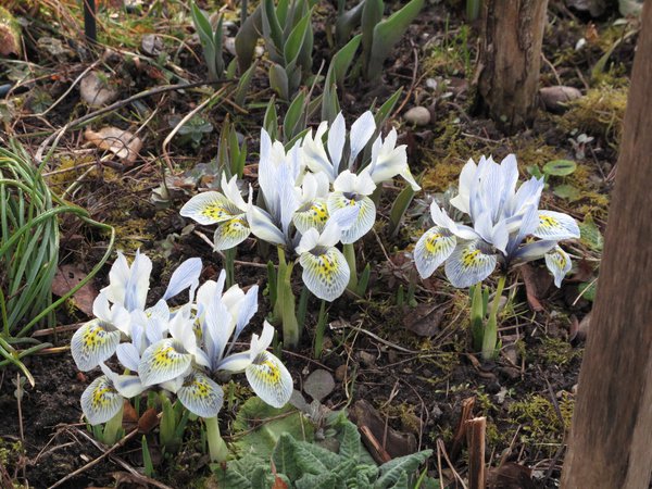 Blumenzwiebel Sorten Zwergiris Katharine Hodgkin (Iris Katharine Hodgkin) Lubera