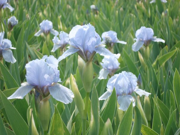 Iris x barbata-nana 'Blue Denim', Bartiris 'Blue Denim'