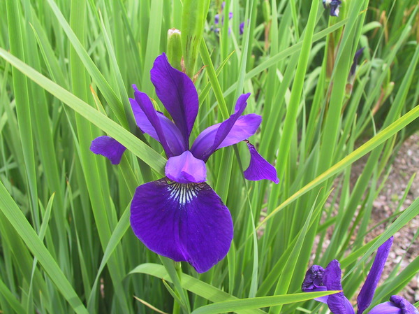 Iris sibirica 'Caesar'