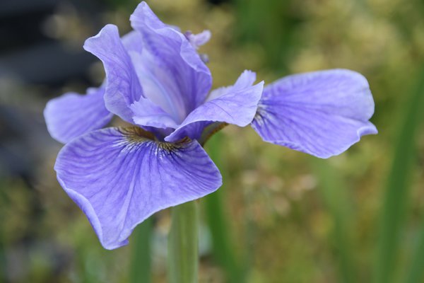 Iris sibirica 'Dancing Nanou'