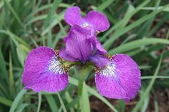 Iris sibirica 'Even'