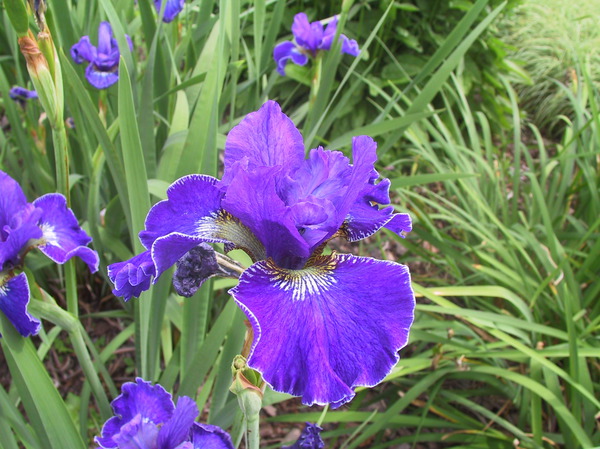 Iris sibirica 'Plissee' (tetraploid)
