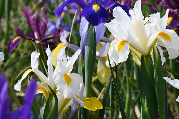 Holländische Schwertlilien Iris hollandica