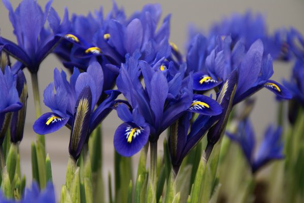 Zwergiris 'Harmony' (Iris reticulata 'Harmony')