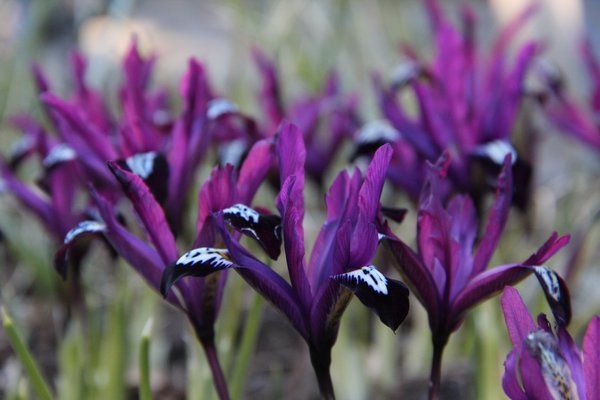 Zwergiris 'Pauline' (Iris reticulata 'Pauline')