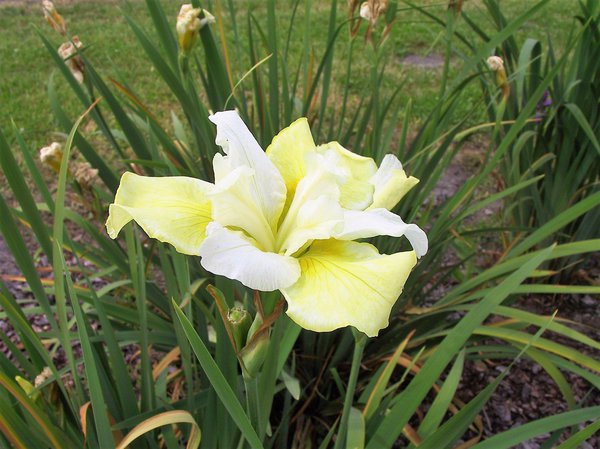 Iris sibirica 'Welfenfrstin'