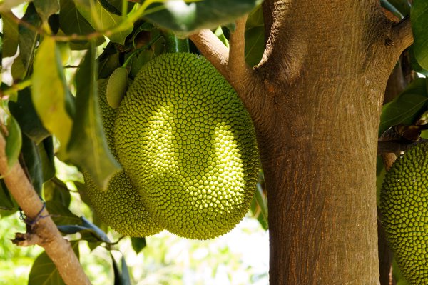 Jackfrucht als Fleischersatz für Vegetarier.