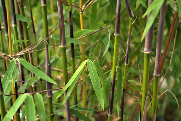 Bambushalme und grüne Fargesiablätter