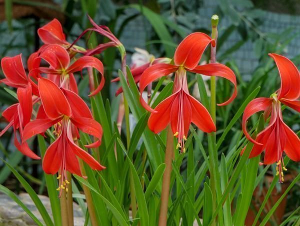 Sprekelia formosissima Jakobslilie