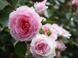 Rose 'James Galway'