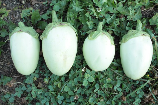 Aubergine Japanese White Egg, auberginen gesund