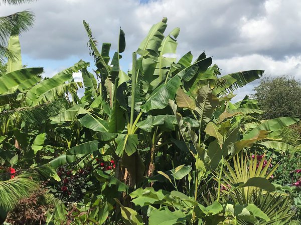 Bananenbaum überwintern Winterschutz Lubera Japanische Faserbanane (Musa basjoo)