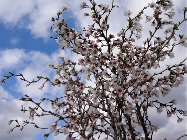 Japanische Mini-Zierkirsche 'Kojou-no-mai' weiss-zartrosa Blüten