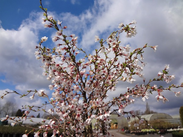 Gartenarbeit im März Lubera Japanische Mini-Zierkirsche Blüten