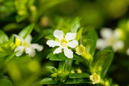 Japanische Scheinmyrthe (Cuphea hyssopifolia)