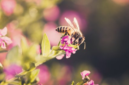 Bienen lieben den Nektar der Japanischen Scheinmyrthe 