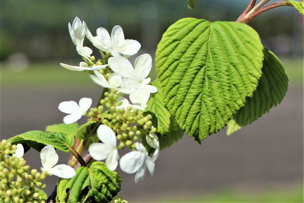 Japanischer Etagen-Schneeball 'Mariesii' (Viburnum plicatum 'Mariesii) Japanischer Etagen-Schneeball 'Mariesii' (Viburnum plicatum 'Mariesii)
