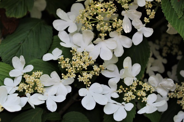 Weisse Blüte des Japanischen Schneeballs