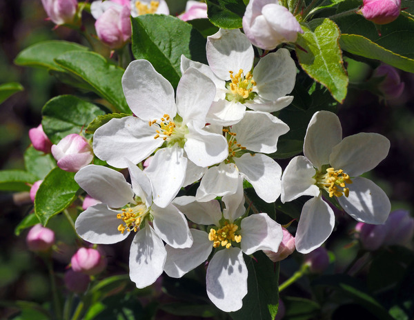 Malus floribunda