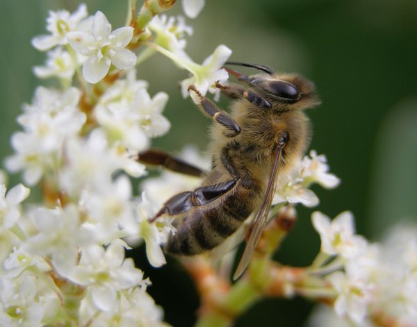 Bienen lieben den Nektar