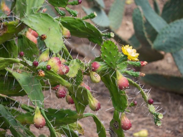 Opuntia