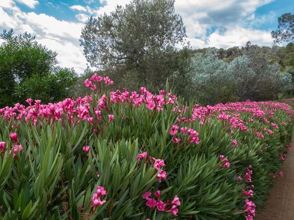 Oleander im Winter