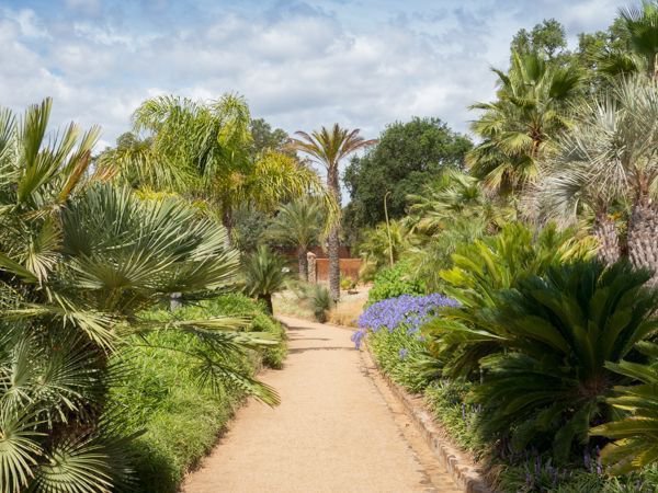 Cycas revoluta