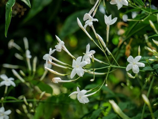 Jasminum officinale Echter Jasmin